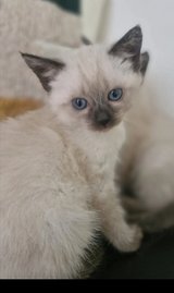Siamese kitten in Ramstein, Germany