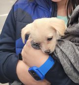 Chipoodle in Alamogordo, New Mexico