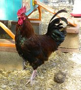 Handsome Young Rooster in Alamogordo, New Mexico