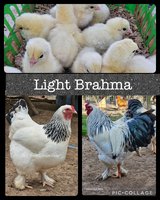 light brahma in Fort Polk, Louisiana