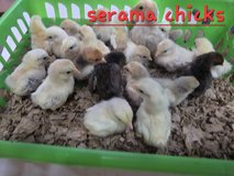serama chicks in Fort Polk, Louisiana