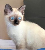 Siamese kitten in Ramstein, Germany