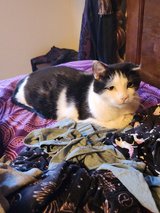 Rehome 2 female spayed in Alamogordo, New Mexico