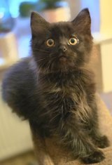 Siberian Forest kitten in Ramstein, Germany