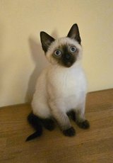 Siamese kitten in Ramstein, Germany