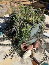Healthy Plant Arrangement in Yucca Valley, California