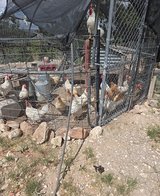 Free chickens and roosters in Alamogordo, New Mexico
