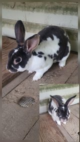 Male Mini Rex rabbit in Fort Polk, Louisiana