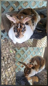 Female Mini Rex rabbit in Fort Polk, Louisiana