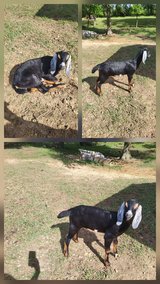 Nubian goat in Fort Polk, Louisiana