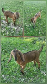 nubian goat in Fort Polk, Louisiana