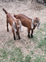 Nubian buckilings in Fort Polk, Louisiana