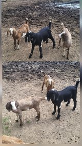 Goat kids in Fort Polk, Louisiana