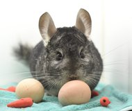 5 Year Old Standard Grey Male Chinchilla up for Adoption -- "Finley" in Chicago, Illinois