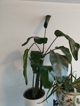 Bird of paradise very large plant in Stuttgart, GE