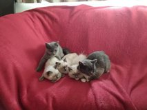 Available British shorthair and Ragdoll Kittens looking for a home in Okinawa, Japan