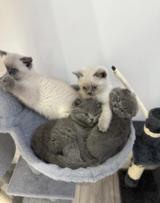 Beautiful Scottish fold/British Shorthair kittens for sale in Ramstein, Germany