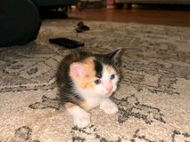 Anybody looking to home some kittens? We found these two on the roadside today. They are very cu... in Fort Polk, Louisiana