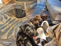 Labs Black, Brown and White & Brown in Oceanside, California