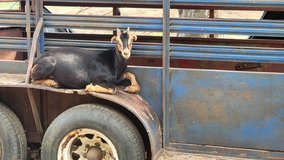 Baby LaManch Goats in Fort Polk, Louisiana