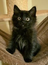 Siberian Forest kitten in Ramstein, Germany