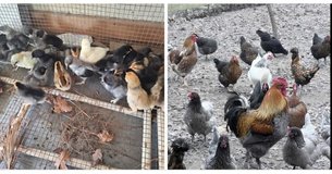heavy layer breed mix chicks in Fort Polk, Louisiana