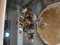 Guinea keets in Fort Polk, Louisiana