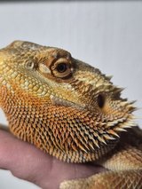 Bearded dragon in Fort Leonard Wood, Missouri
