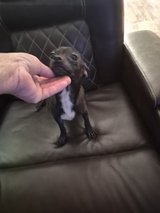 Male chihuahua in Fort Leonard Wood, Missouri