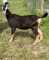 ADGA LaMancha in Kingwood, Texas