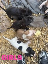 Free puppies in Fort Polk, Louisiana