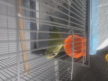 Green indian ringneck parrot in Westmont, Illinois