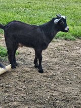 Male Goat in Fort Polk, Louisiana