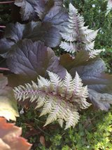 Japanese Painted Ferns in Bolingbrook, Illinois