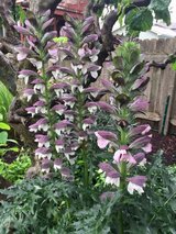 Bear's Britches (Acanthus Molis) in Bolingbrook, Illinois