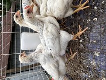 Deleware chicks in Fort Polk, Louisiana