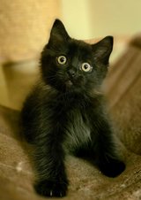 Siberian Forest kitten in Baumholder, GE