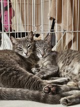 Kittens and cats for loving homes in Okinawa, Japan