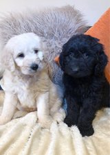 Golden Retriever Puppies in 29 Palms, California