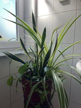Mixed plants in big pot in Ramstein, Germany