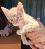 3 male orange Tabby kittens in Yucca Valley, California