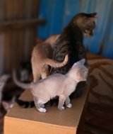 Male kittens 8 wks old in Yucca Valley, California