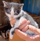 Female 8 wk old kittens in Yucca Valley, California