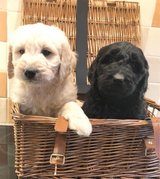 Golden Retriever Puppies in Stuttgart, GE