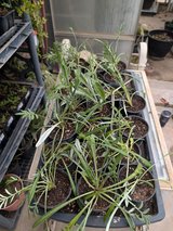 Gazania Plants in Alamogordo, New Mexico