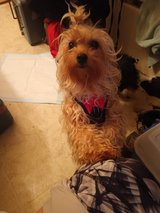 Small female dogs in Fort Leonard Wood, Missouri