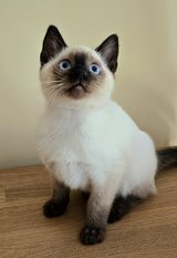 Siamese kitten in Ramstein, Germany