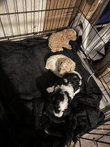 toy poodle puppies available two males in Leesville, Louisiana