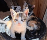 Female 8 wk old kittens in Yucca Valley, California