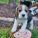 Cute Beagle Puppies in Camp Pendleton, California